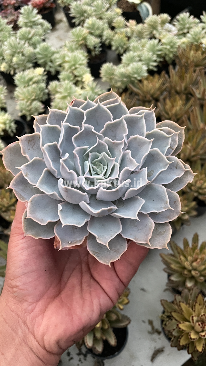 215. Echeveria Gray Curly - Image 4