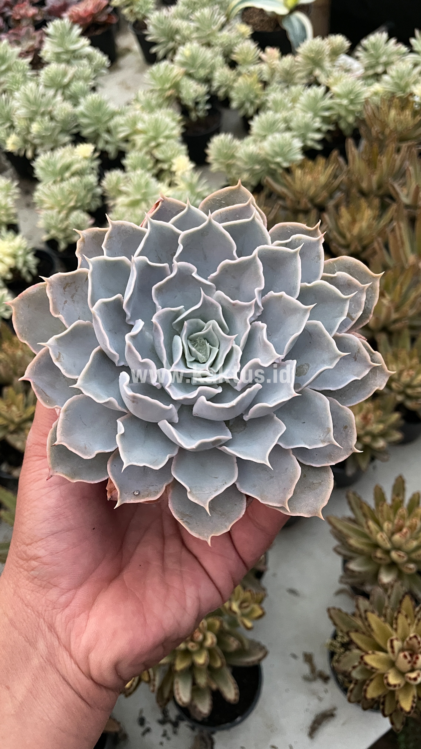 215. Echeveria Gray Curly - Image 6
