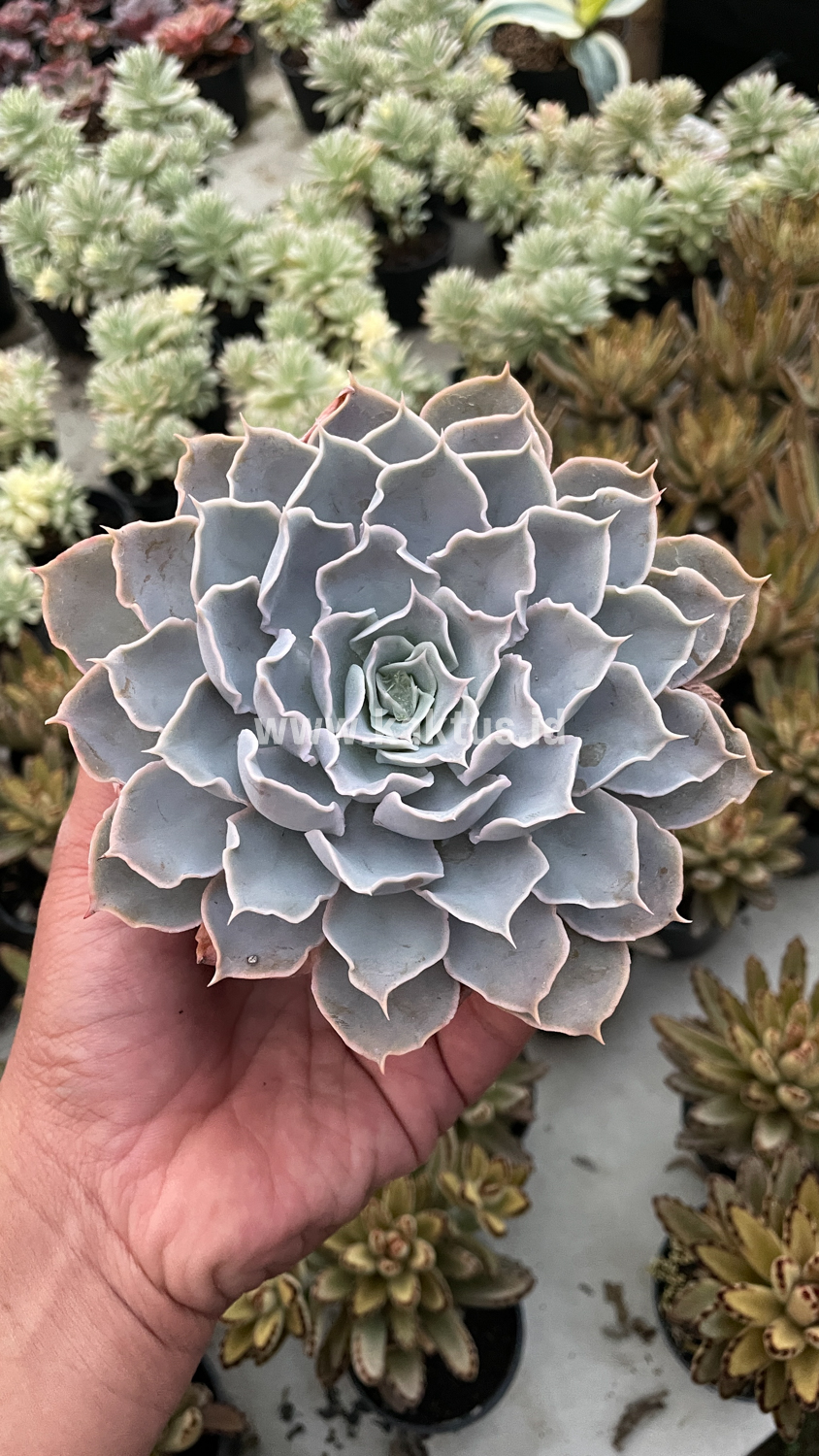 215. Echeveria Gray Curly - Image 28