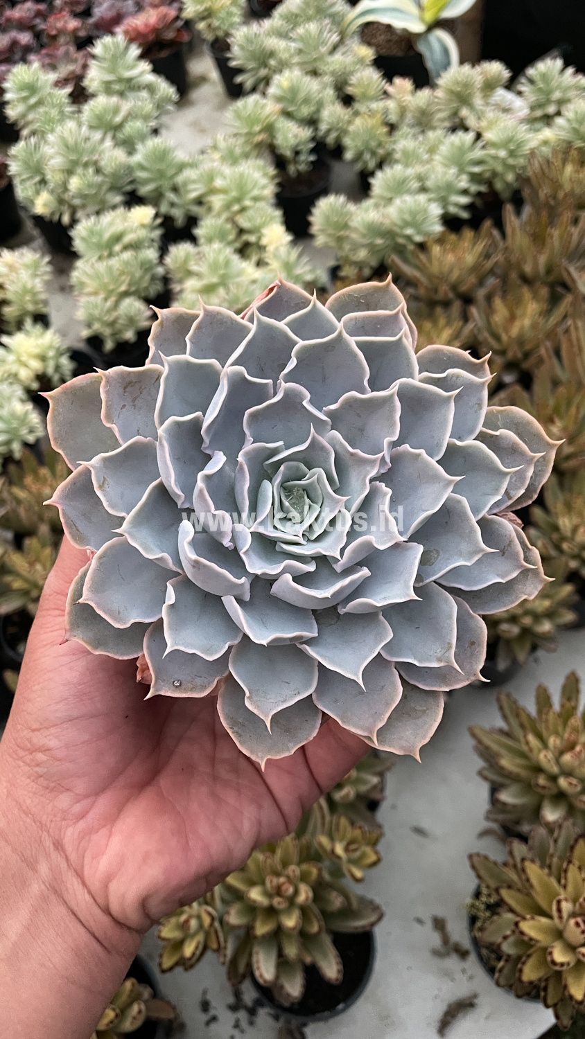 215. Echeveria Gray Curly - Image 27