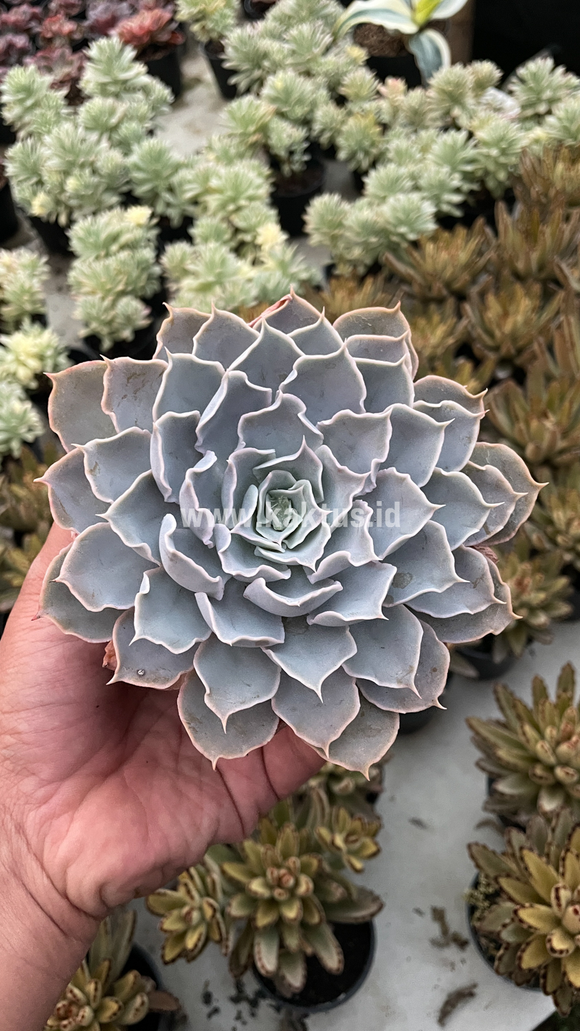 215. Echeveria Gray Curly - Image 26