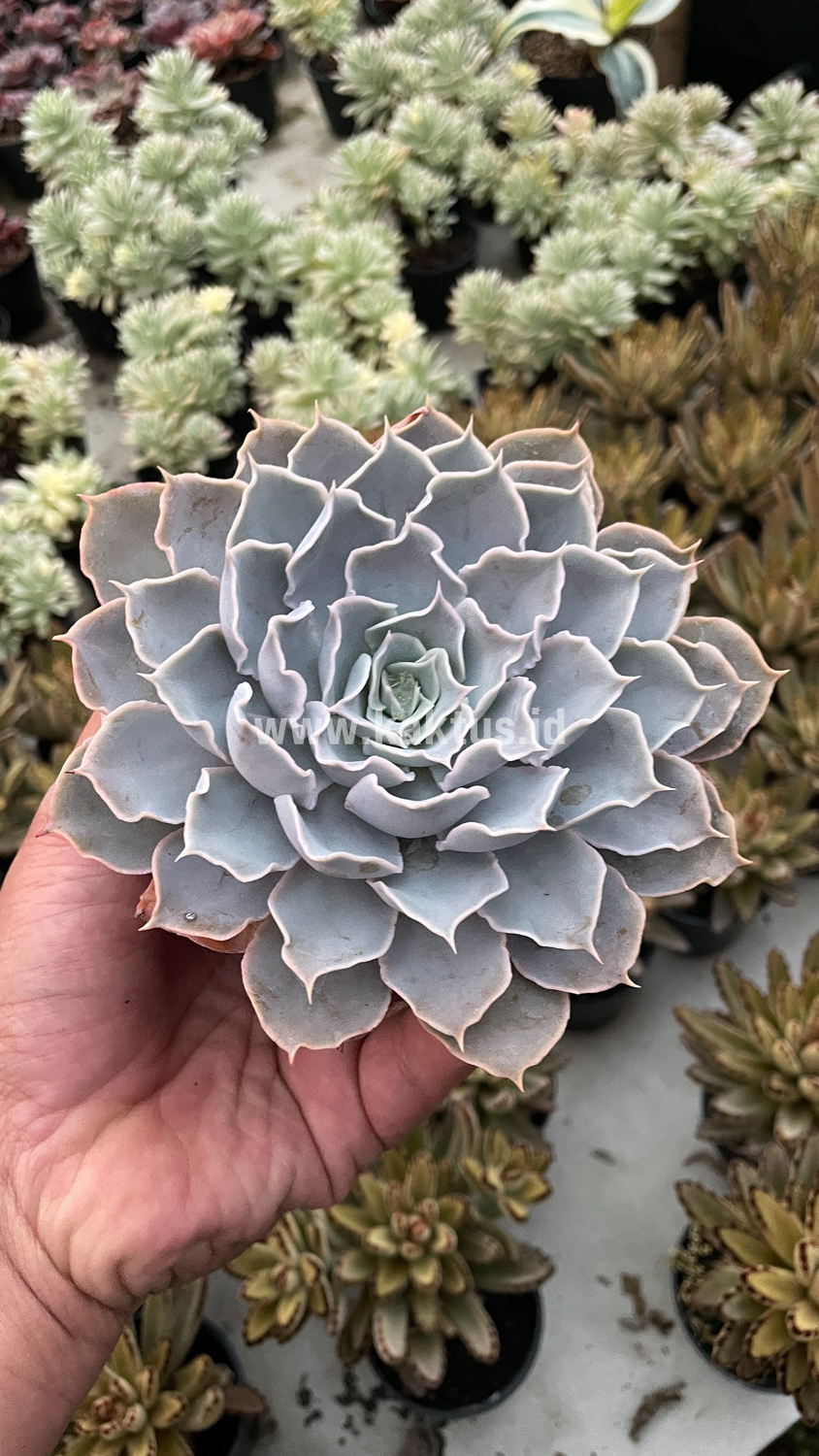 215. Echeveria Gray Curly - Image 7