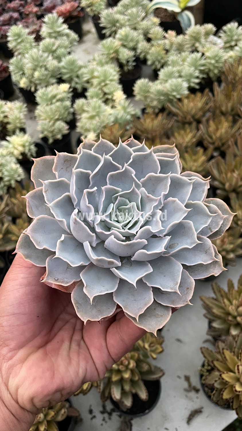 215. Echeveria Gray Curly - Image 25