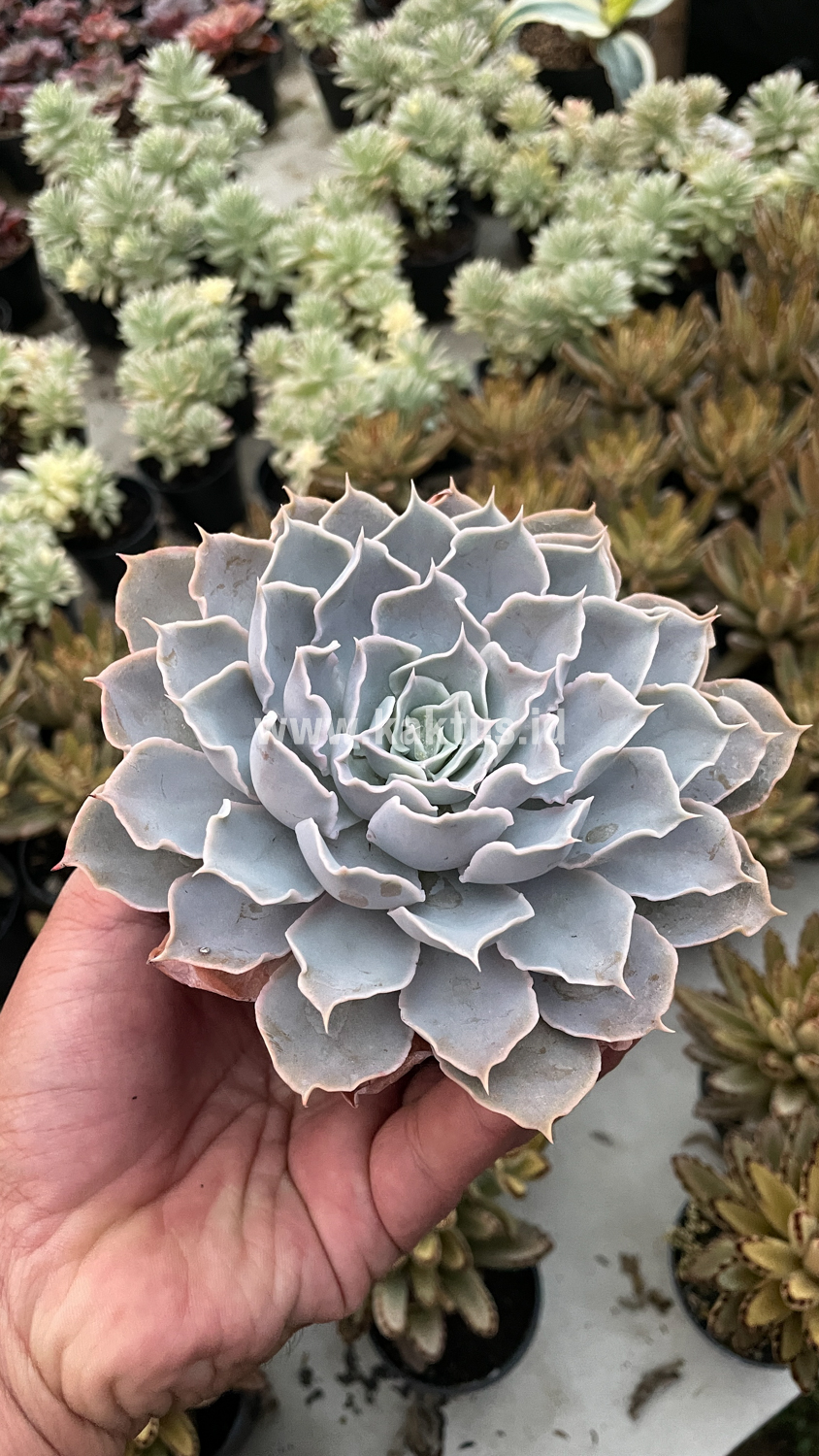215. Echeveria Gray Curly - Image 24