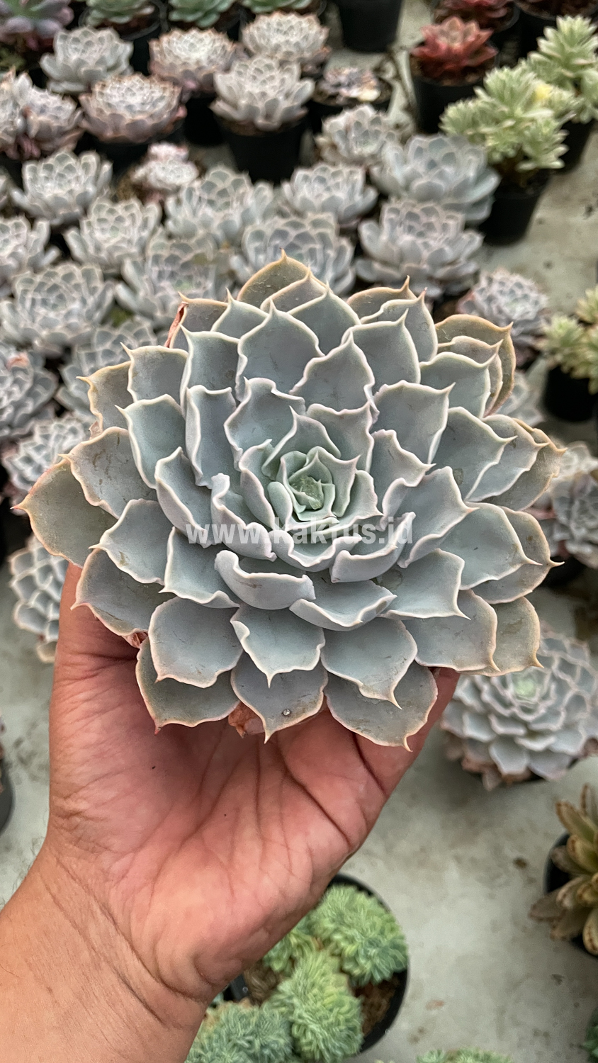 215. Echeveria Gray Curly - Image 31