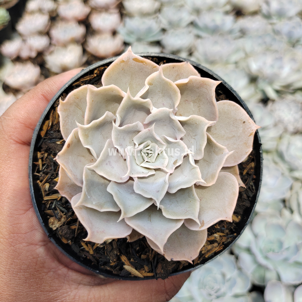 215. Echeveria Gray Curly - Image 23