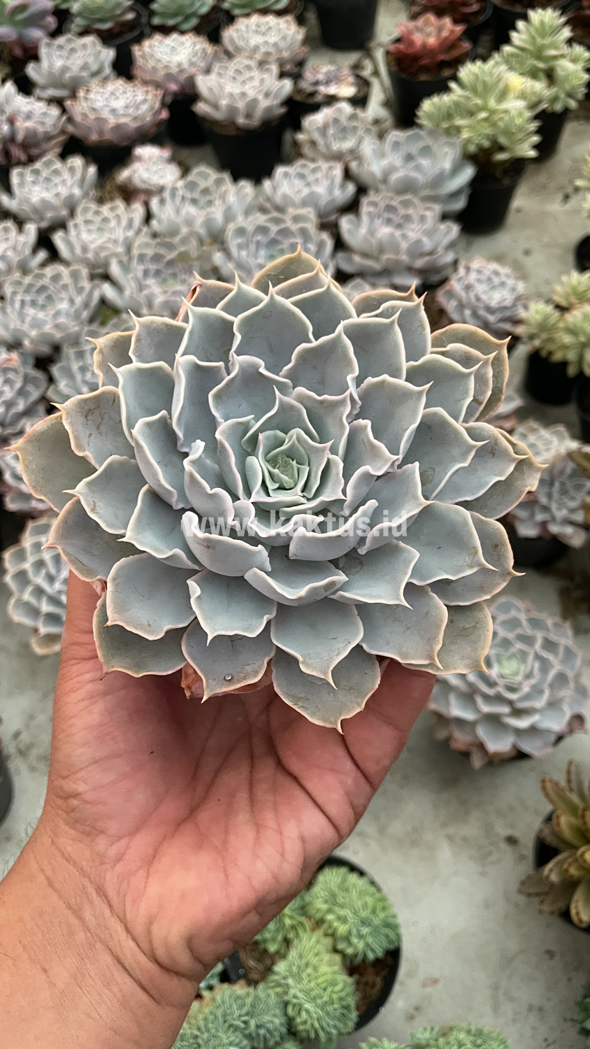 215. Echeveria Gray Curly - Image 13