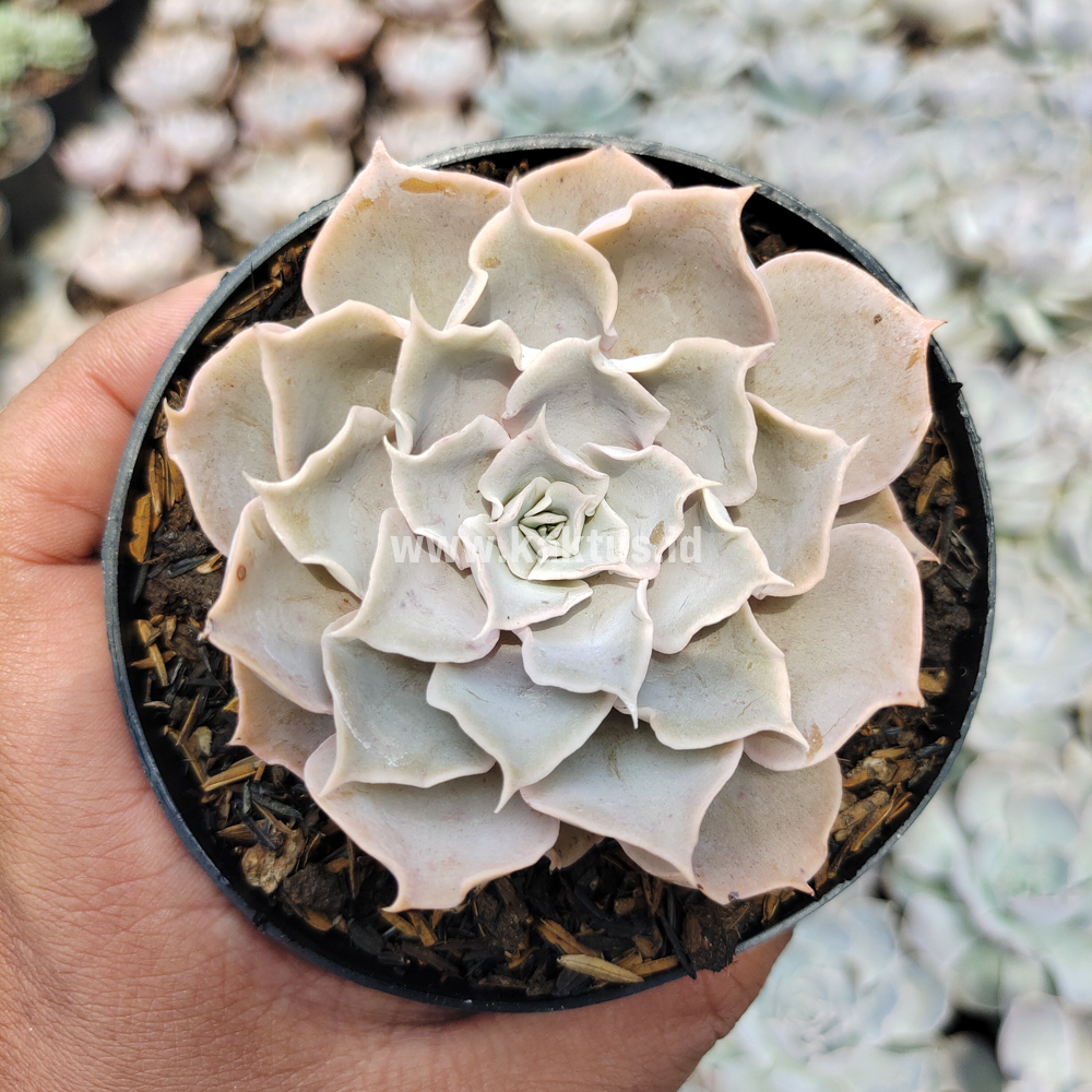 215. Echeveria Gray Curly - Image 14