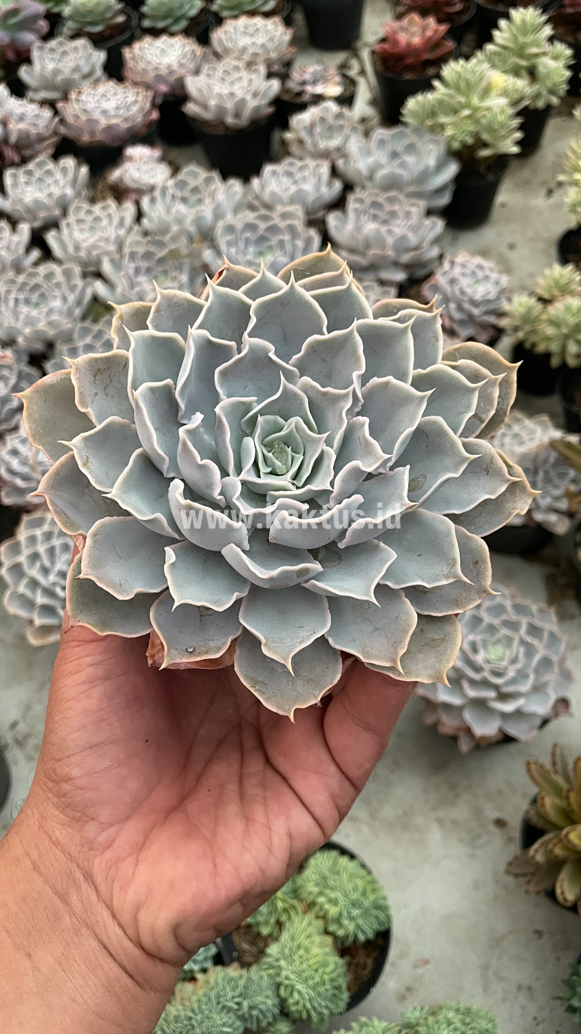 215. Echeveria Gray Curly - Image 10