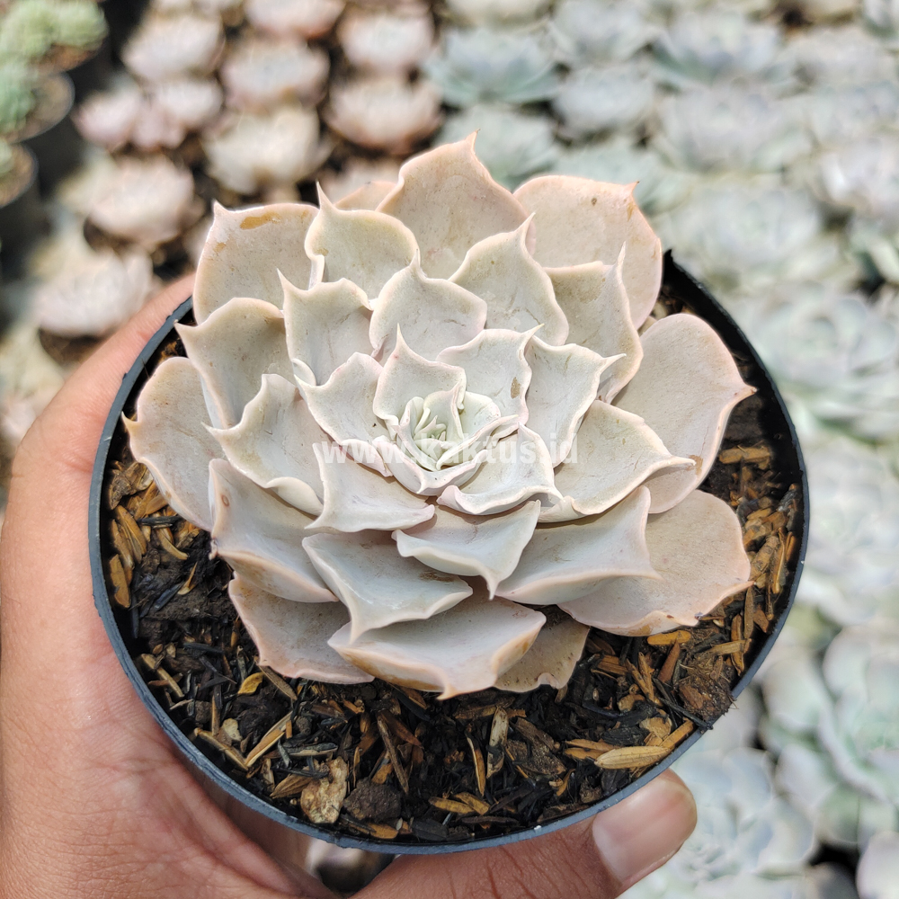215. Echeveria Gray Curly - Image 17
