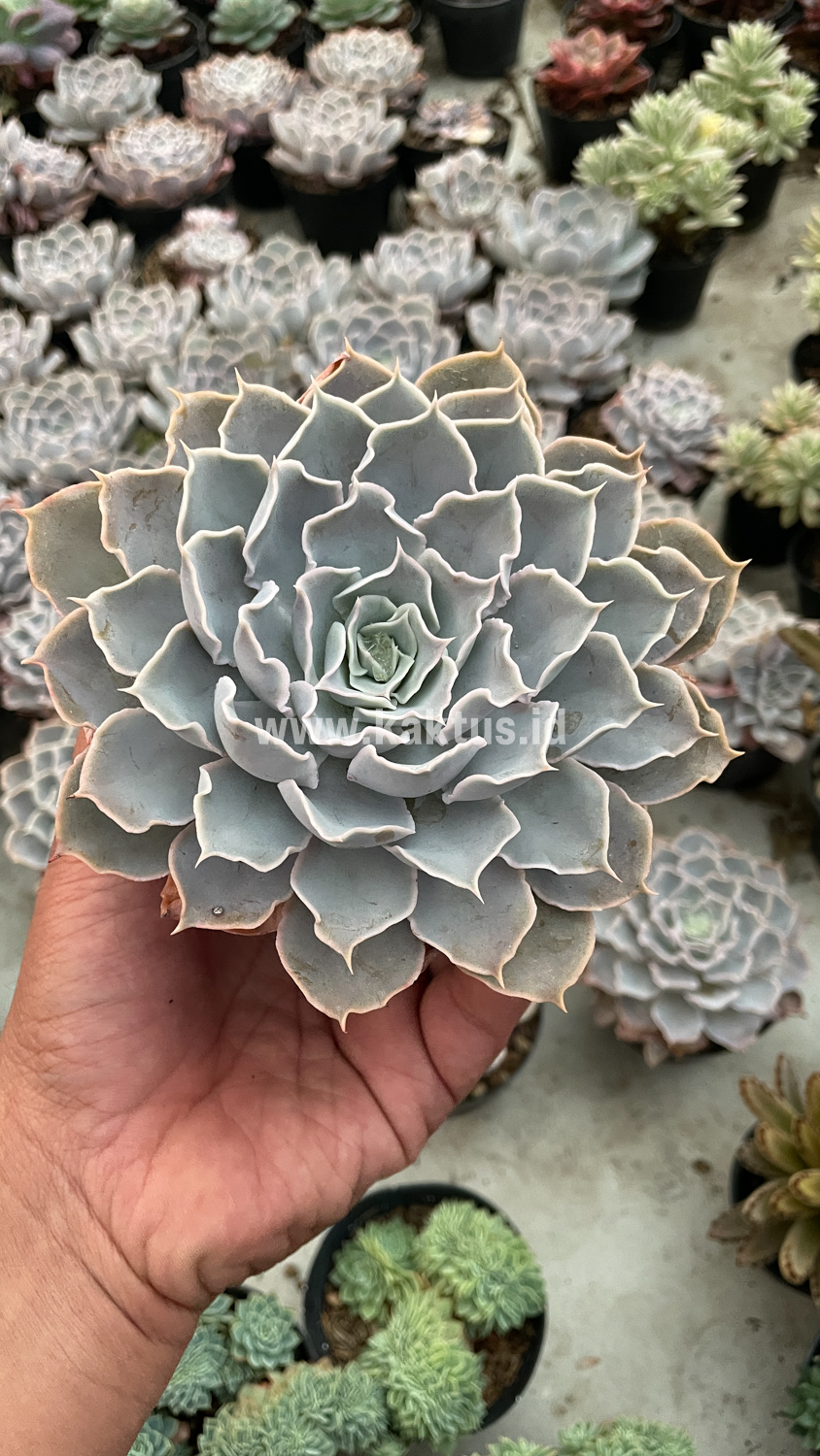 215. Echeveria Gray Curly - Image 30