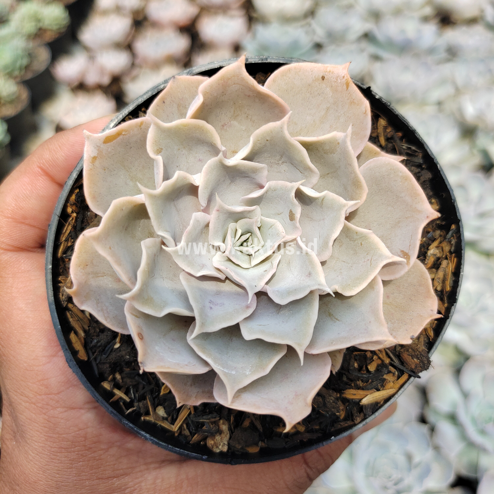 215. Echeveria Gray Curly - Image 11