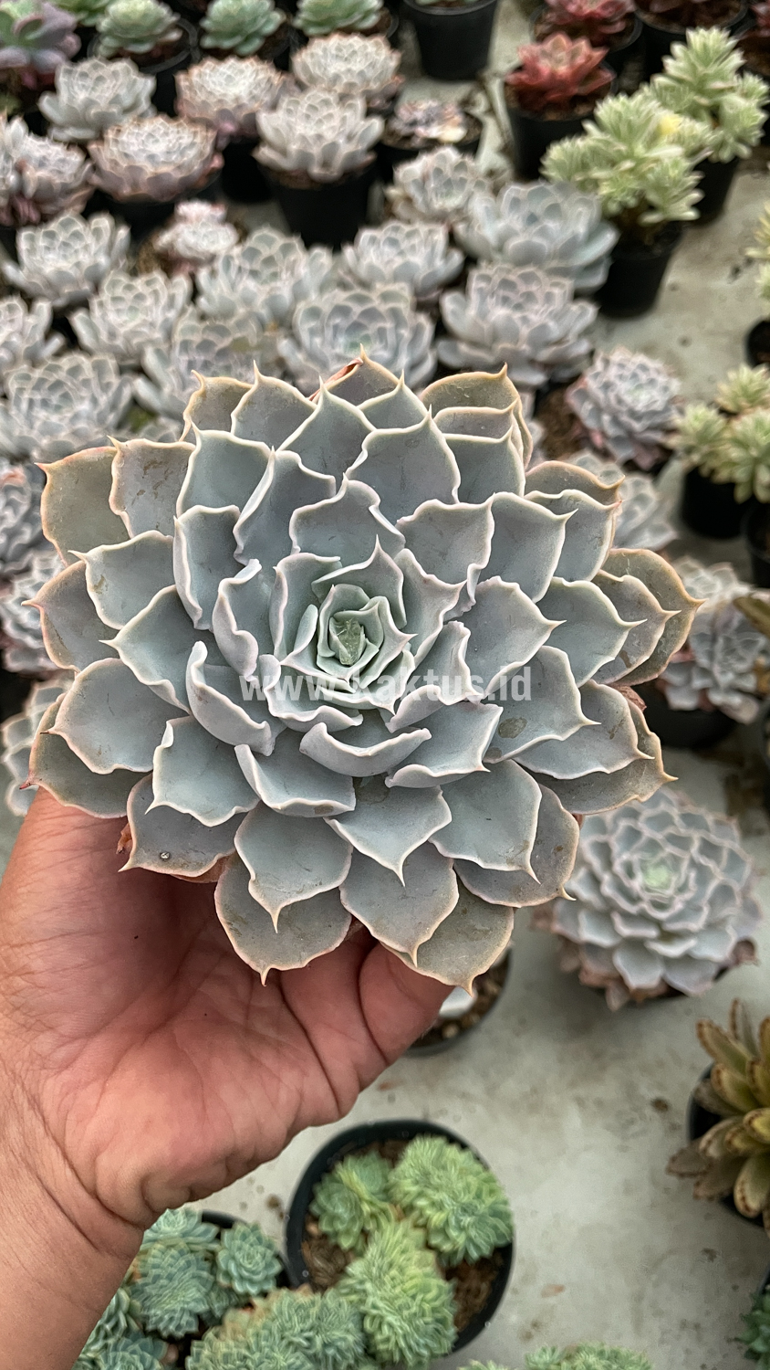 215. Echeveria Gray Curly - Image 9