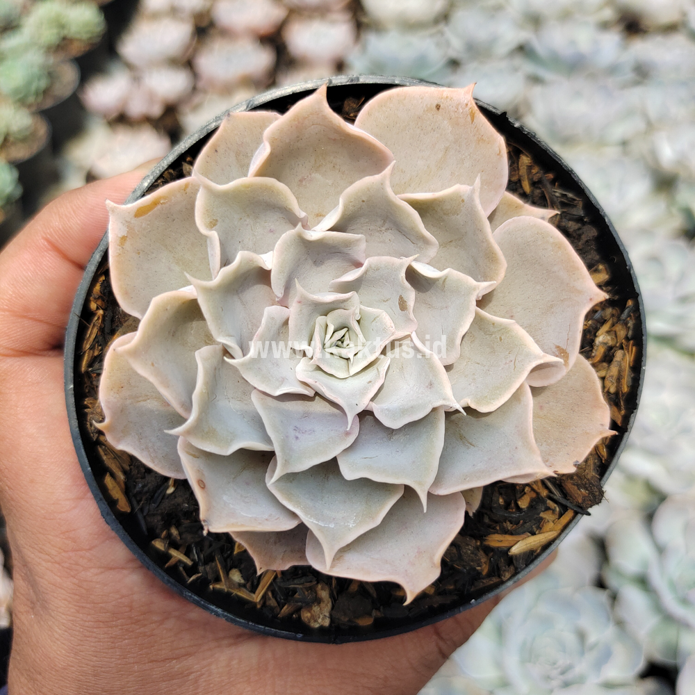 215. Echeveria Gray Curly - Image 16