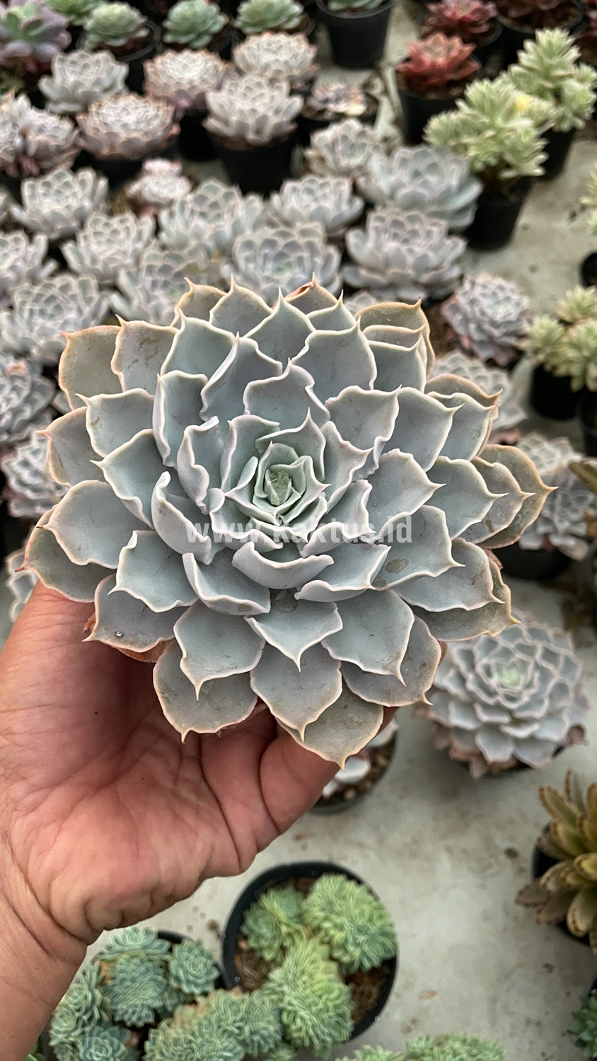 215. Echeveria Gray Curly - Image 29