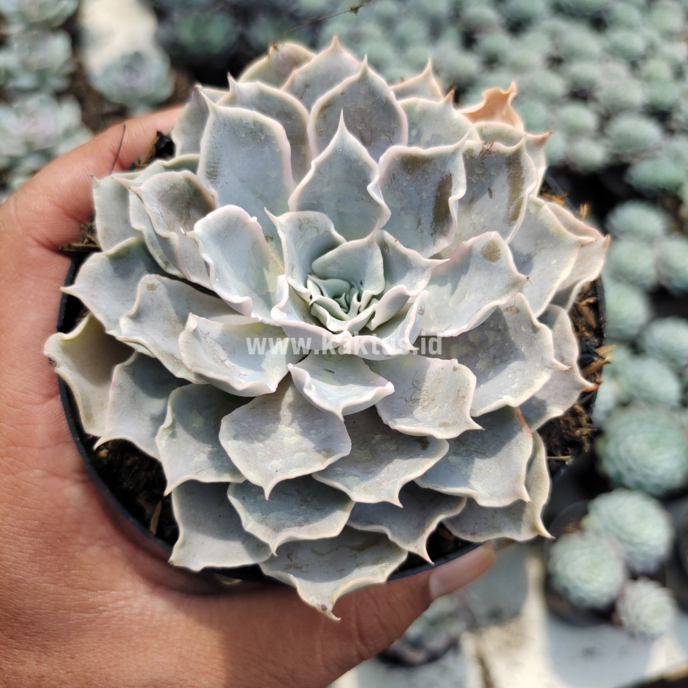 215. Echeveria Gray Curly - Image 22