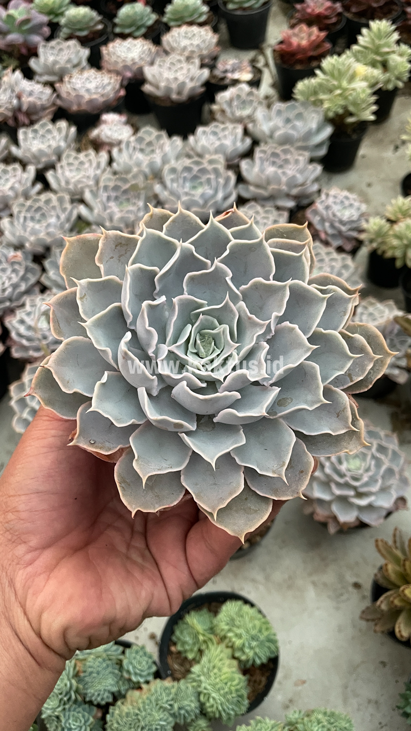 215. Echeveria Gray Curly - Image 8