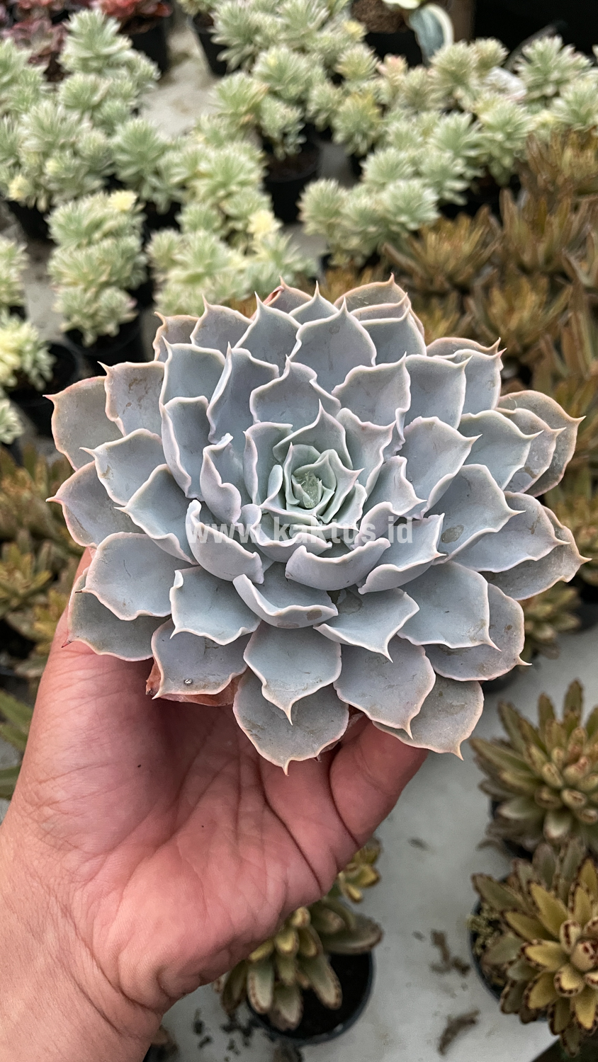 215. Echeveria Gray Curly - Image 3