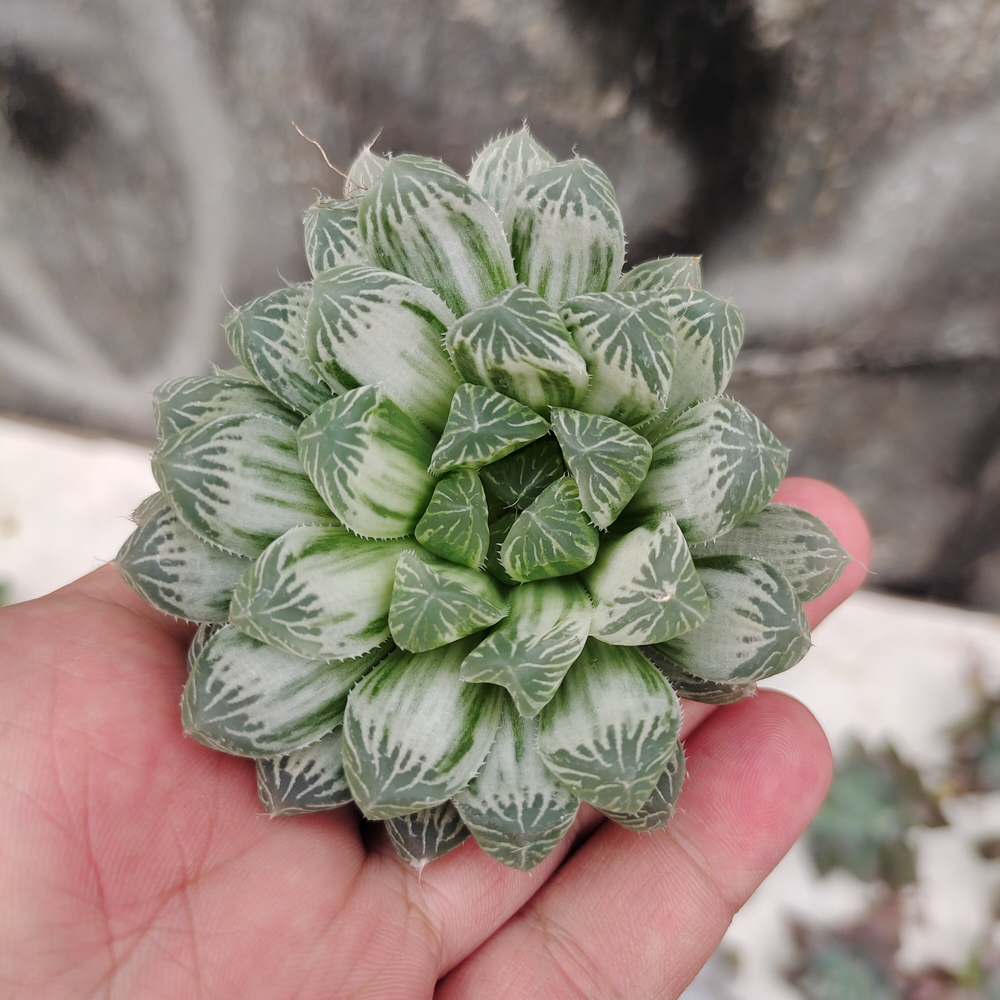 216. Haworthia Cooperi Var. Truncata White Variegated - Image 2