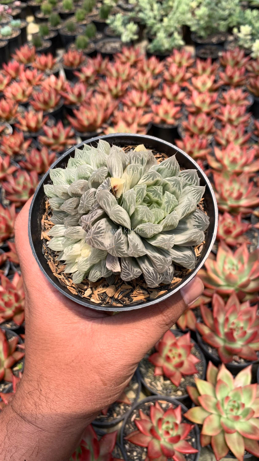 216. Haworthia Cooperi Var. Truncata White Variegated - Image 5