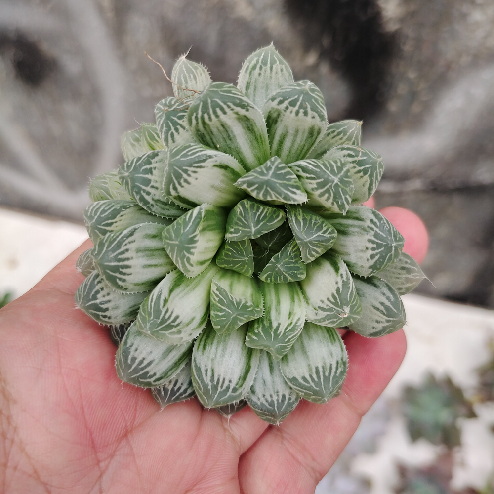 216. Haworthia Cooperi Var. Truncata White Variegated - Image 4