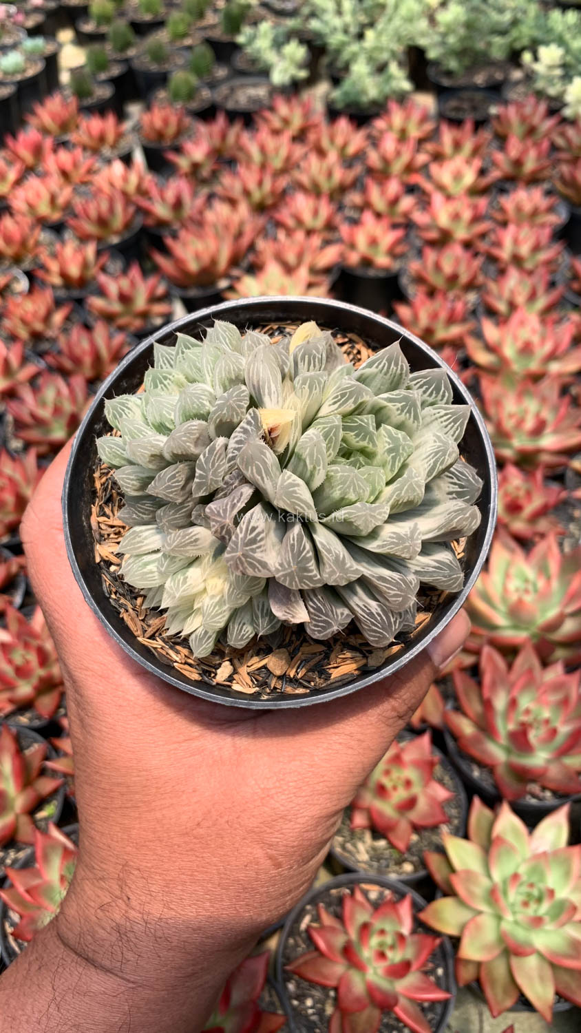 216. Haworthia Cooperi Var. Truncata White Variegated - Image 7