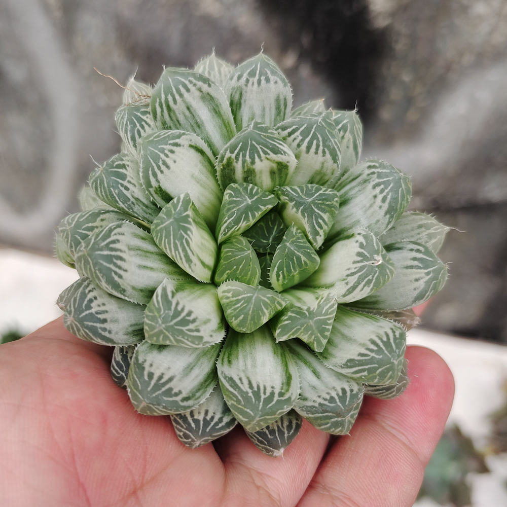 216. Haworthia Cooperi Var. Truncata White Variegated - Image 6