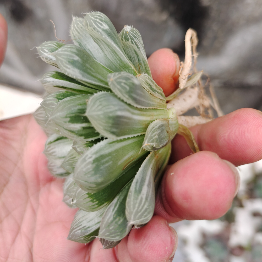 216. Haworthia Cooperi Var. Truncata White Variegated - Image 8
