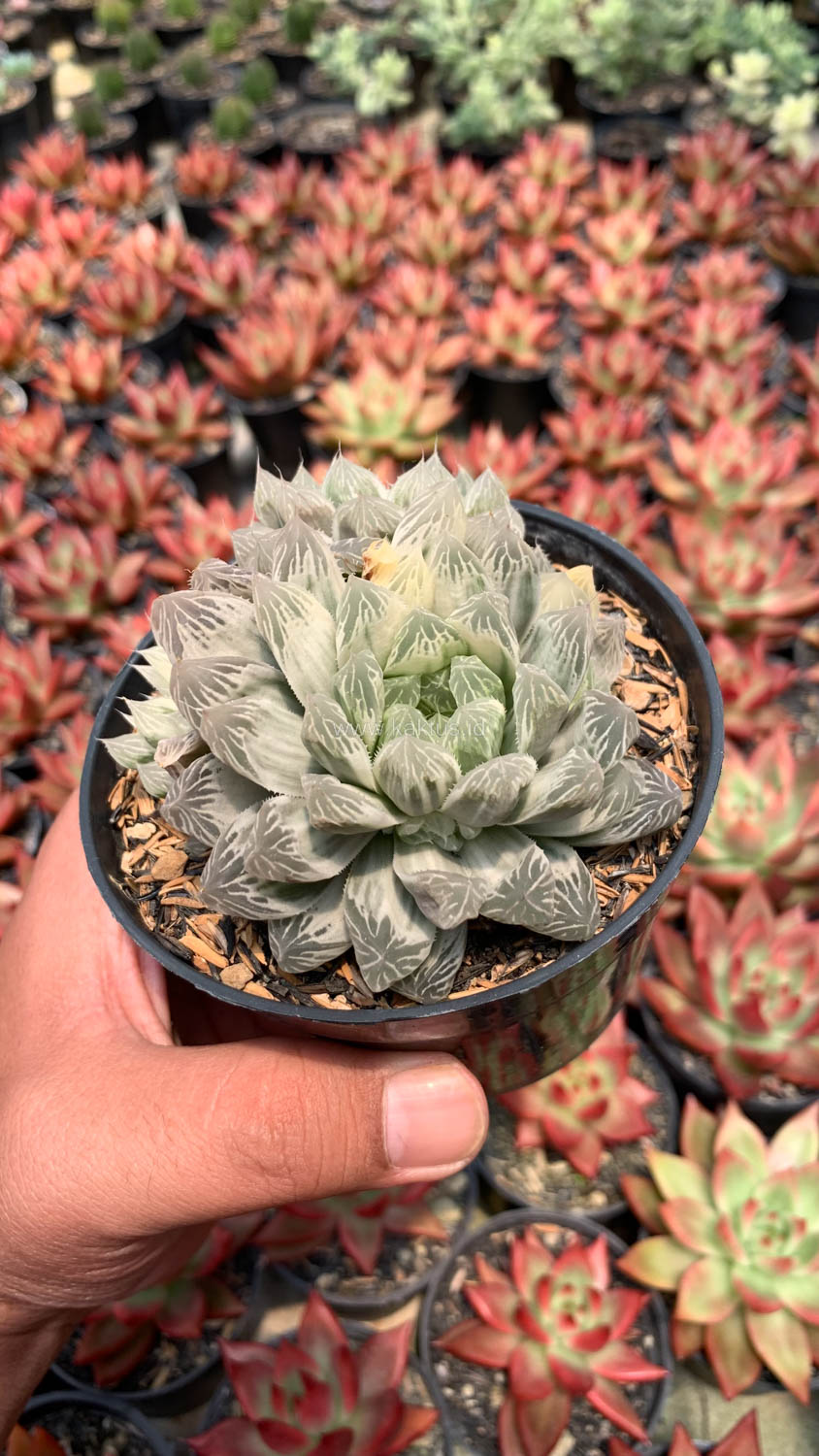 216. Haworthia Cooperi Var. Truncata White Variegated - Image 3