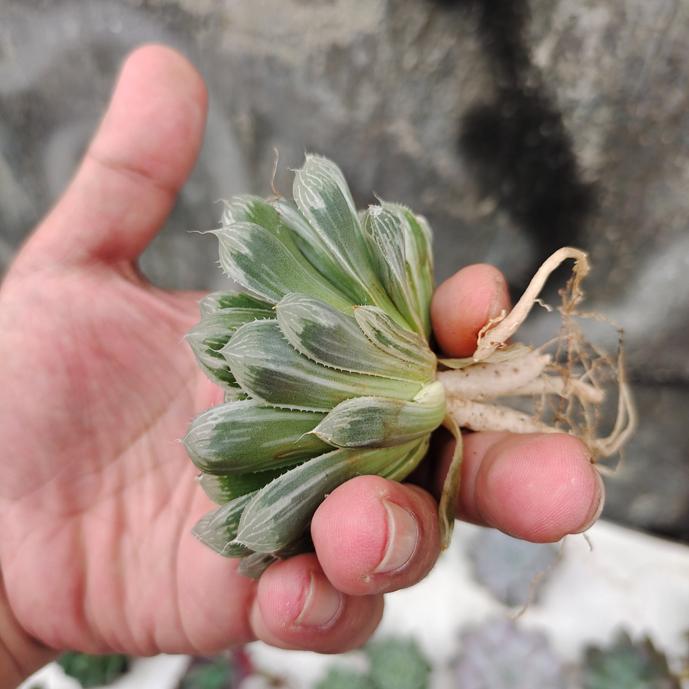 216. Haworthia Cooperi Var. Truncata White Variegated - Image 10