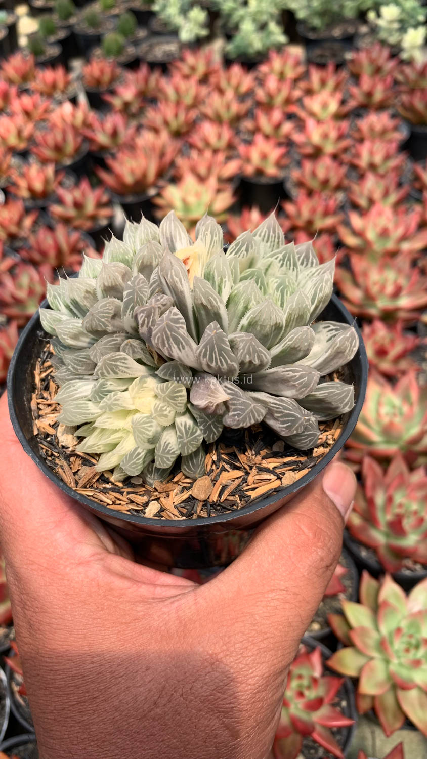 216. Haworthia Cooperi Var. Truncata White Variegated - Image 11