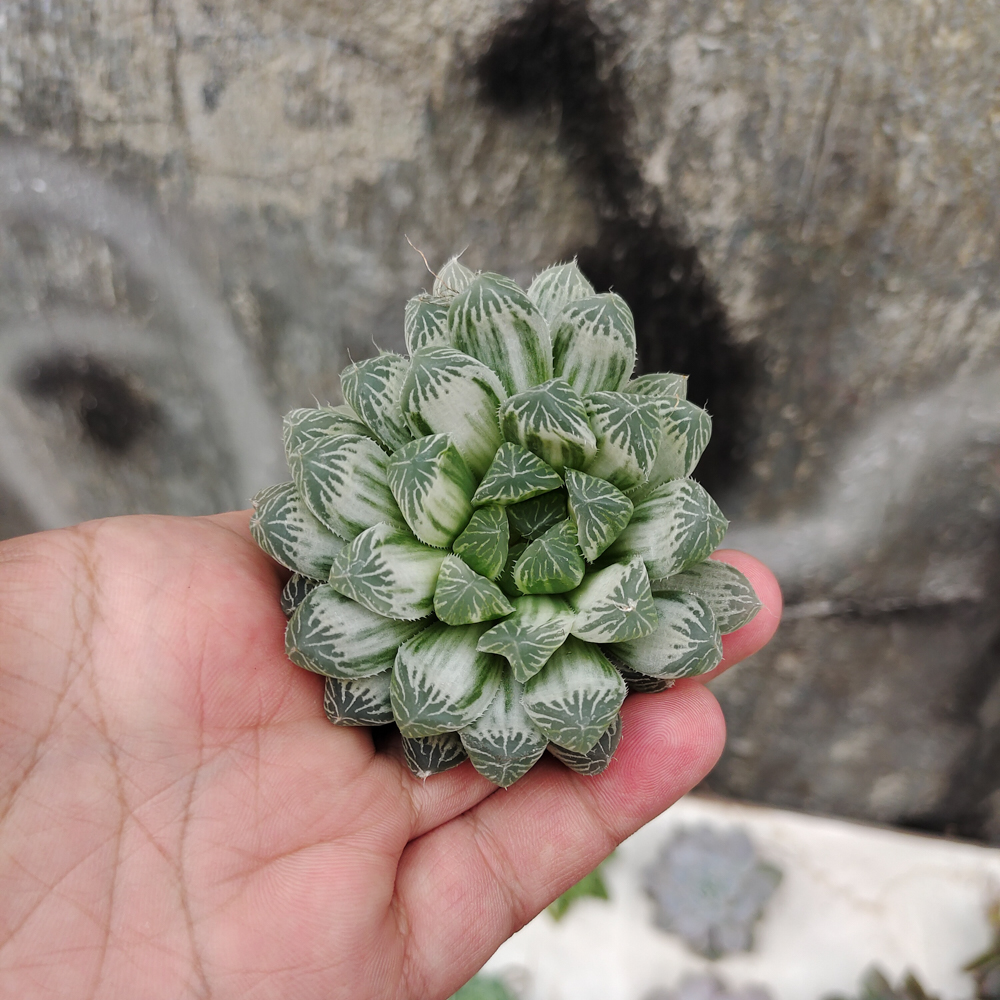 216. Haworthia Cooperi Var. Truncata White Variegated - Image 12