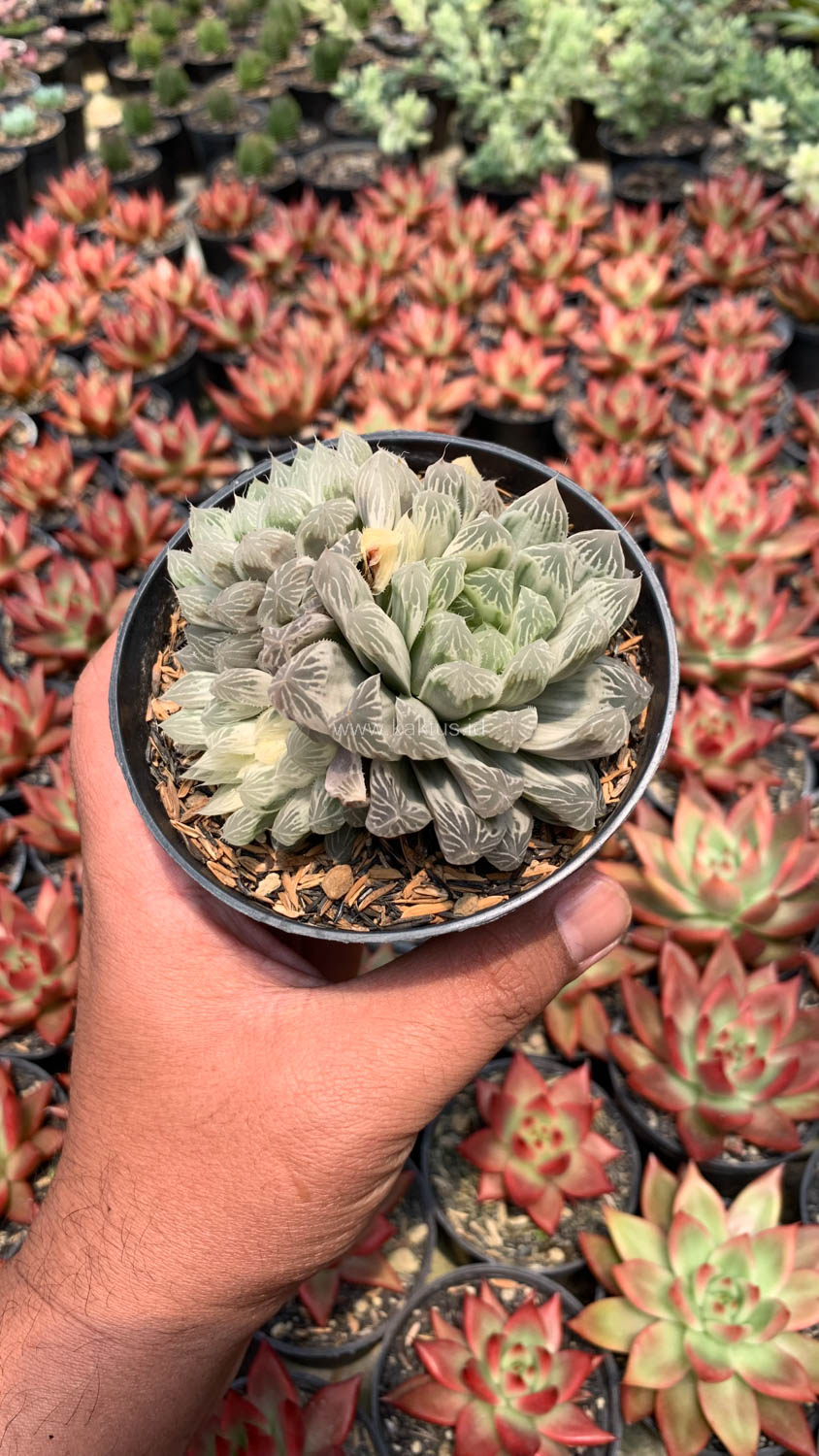 216. Haworthia Cooperi Var. Truncata White Variegated - Image 9