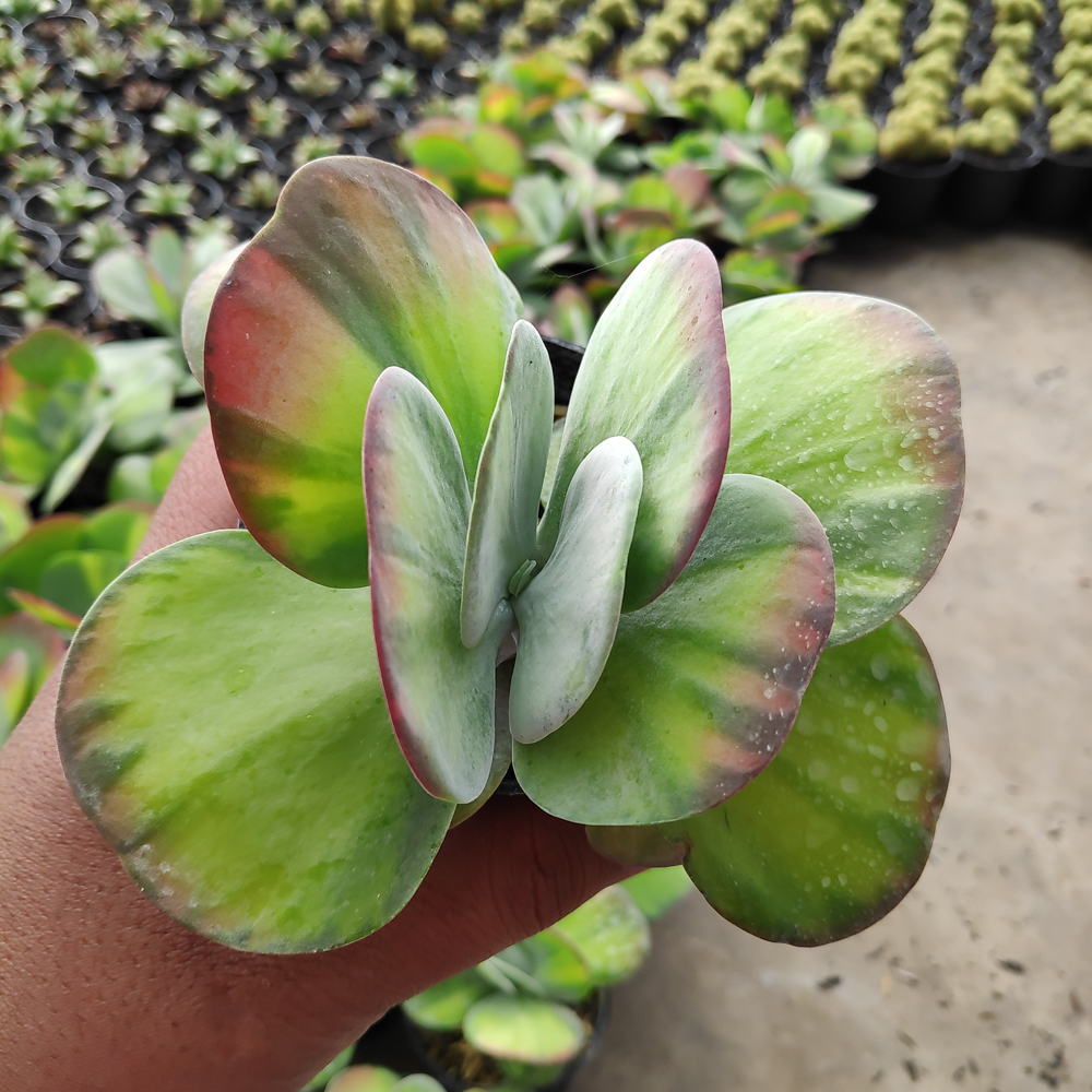 219. Kalanchoe Luciae 'fantastic' Variegated Paddle Plants - Image 2