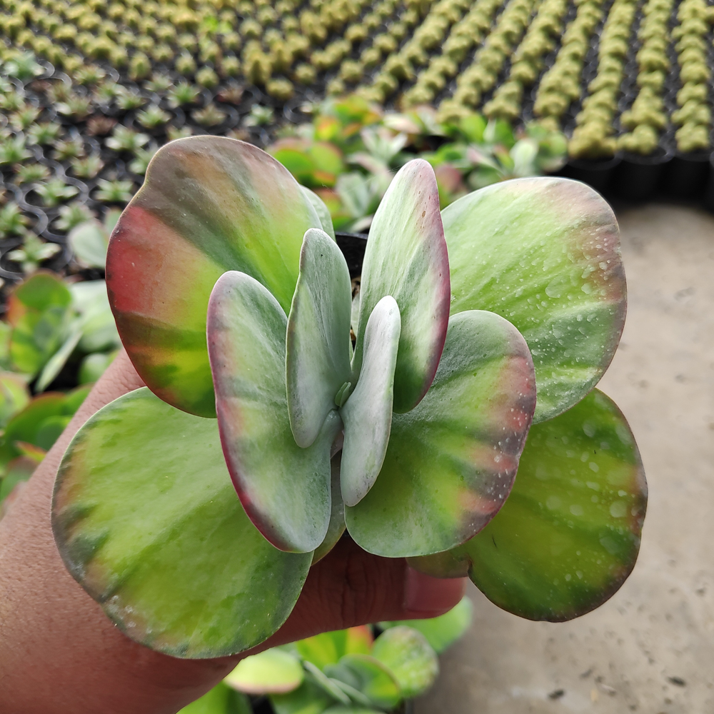 219. Kalanchoe Luciae 'fantastic' Variegated Paddle Plants - Image 13