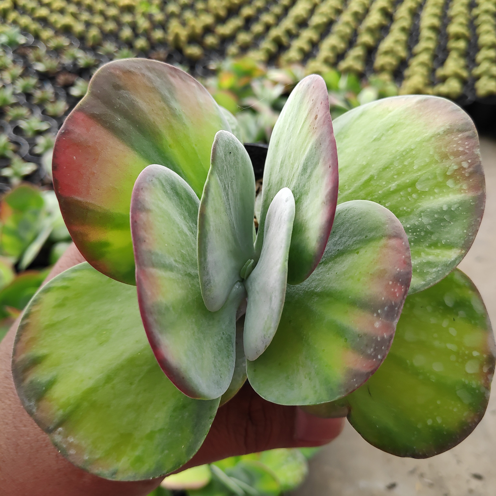 219. Kalanchoe Luciae 'fantastic' Variegated Paddle Plants - Image 14