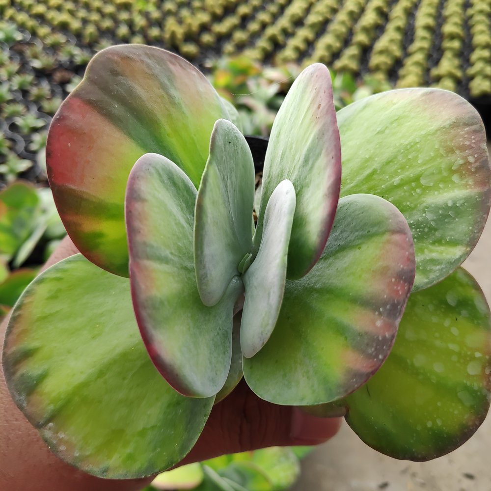 219. Kalanchoe Luciae 'fantastic' Variegated Paddle Plants - Image 15