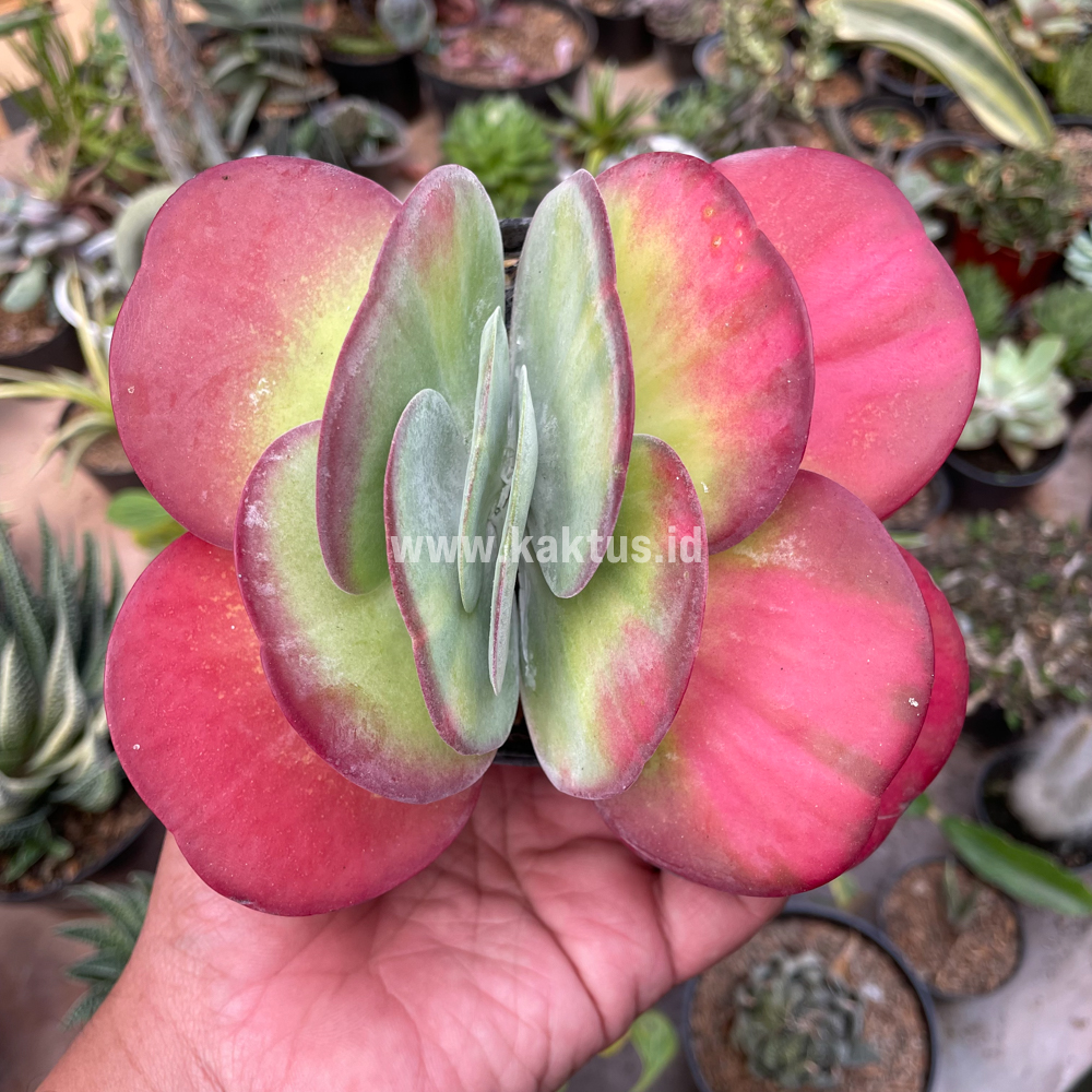 219. Kalanchoe Luciae 'fantastic' Variegated Paddle Plants