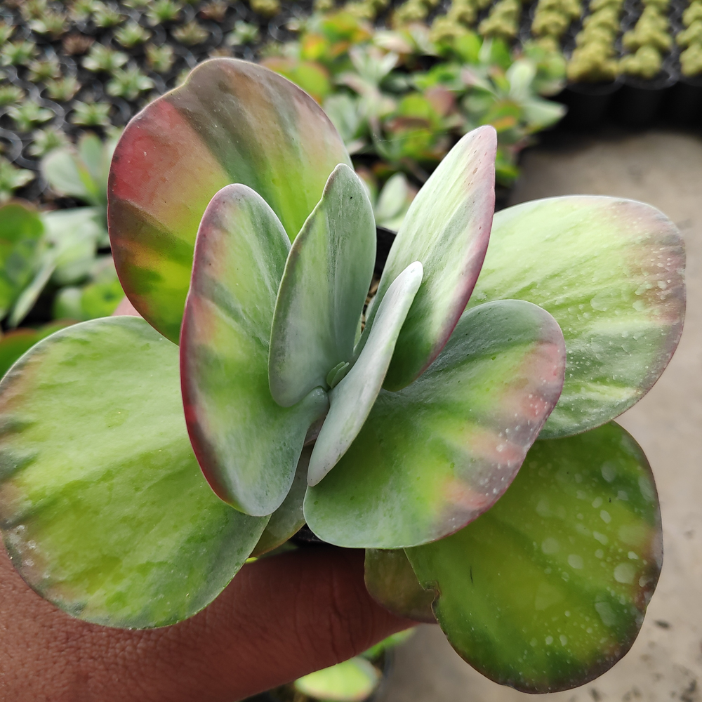 219. Kalanchoe Luciae 'fantastic' Variegated Paddle Plants - Image 4