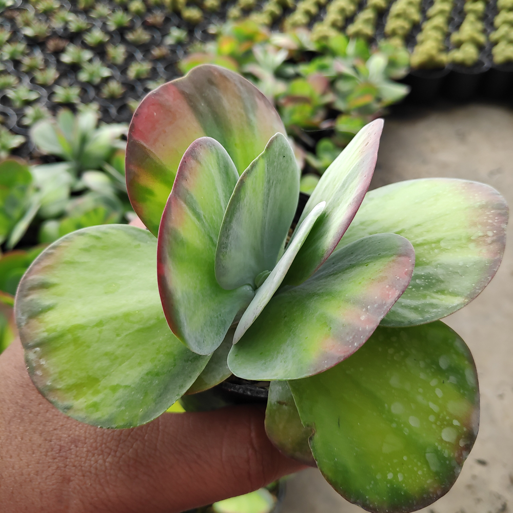 219. Kalanchoe Luciae 'fantastic' Variegated Paddle Plants - Image 6
