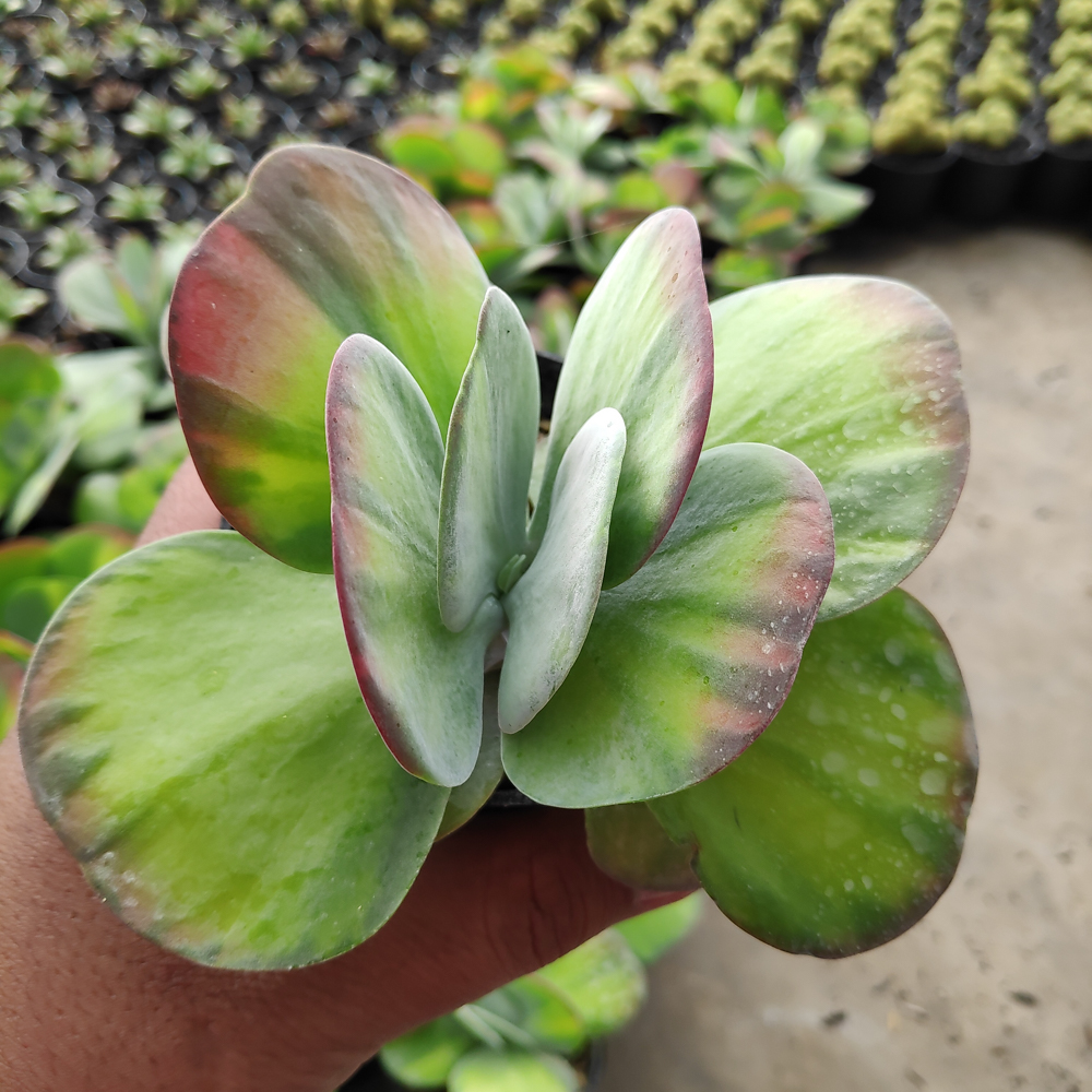 219. Kalanchoe Luciae 'fantastic' Variegated Paddle Plants - Image 7