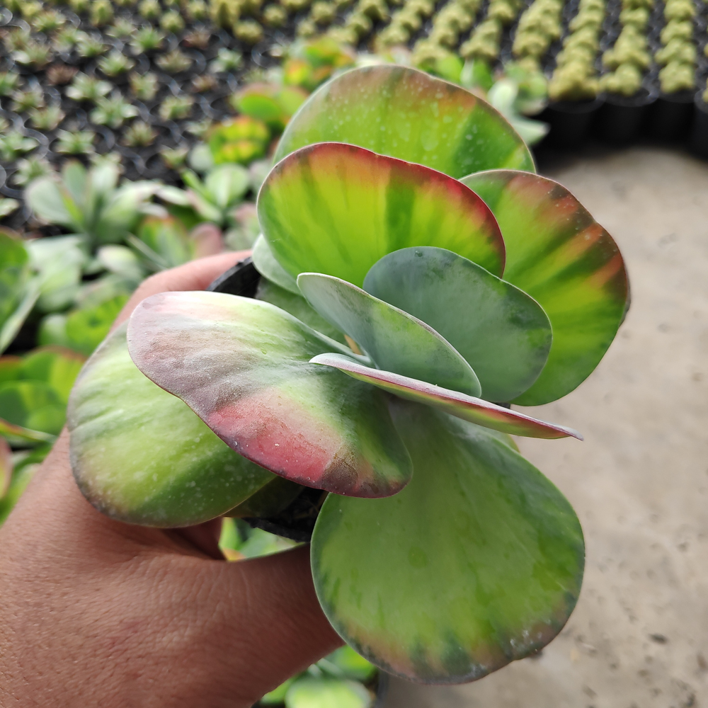 219. Kalanchoe Luciae 'fantastic' Variegated Paddle Plants - Image 8