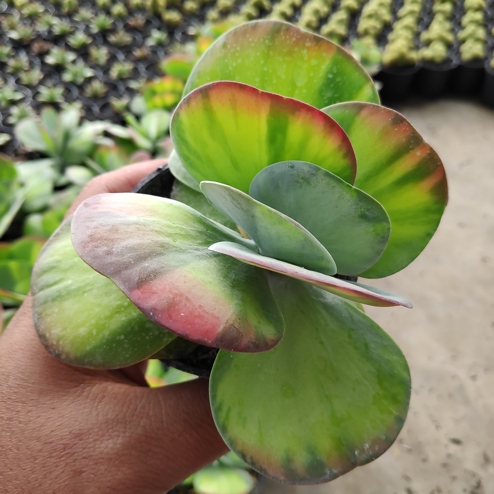 219. Kalanchoe Luciae 'fantastic' Variegated Paddle Plants - Image 9