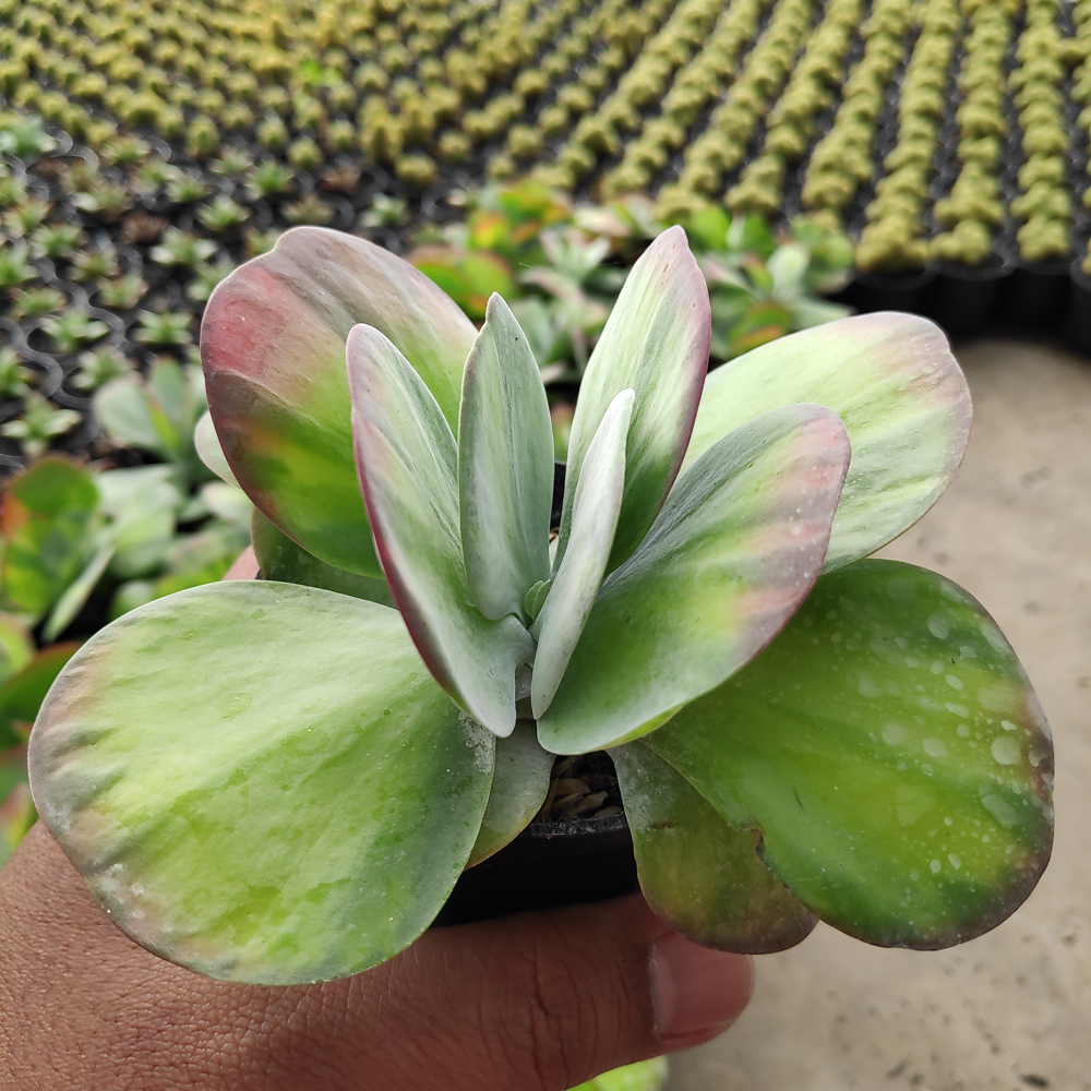 219. Kalanchoe Luciae 'fantastic' Variegated Paddle Plants - Image 10