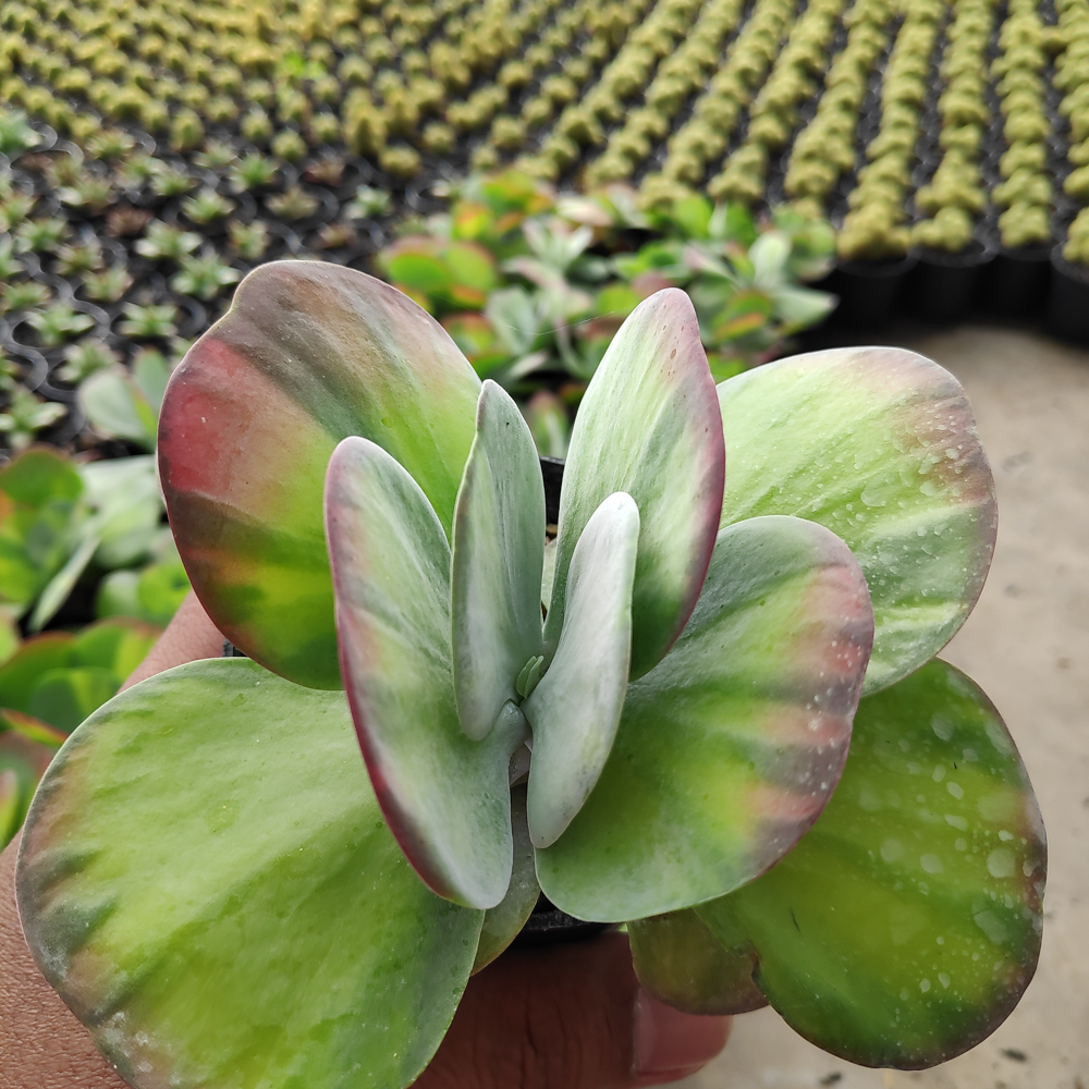 219. Kalanchoe Luciae 'fantastic' Variegated Paddle Plants - Image 11