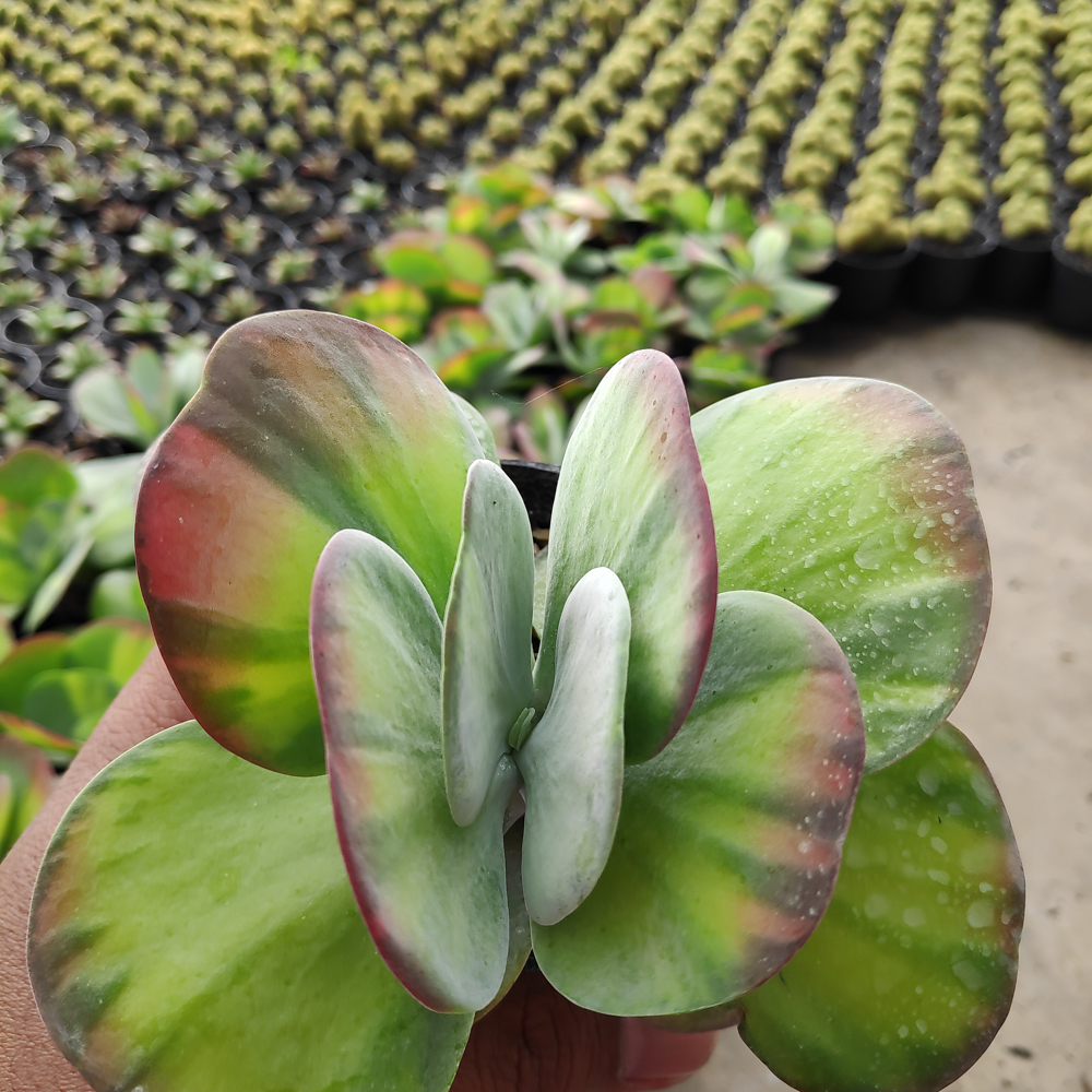 219. Kalanchoe Luciae 'fantastic' Variegated Paddle Plants - Image 12