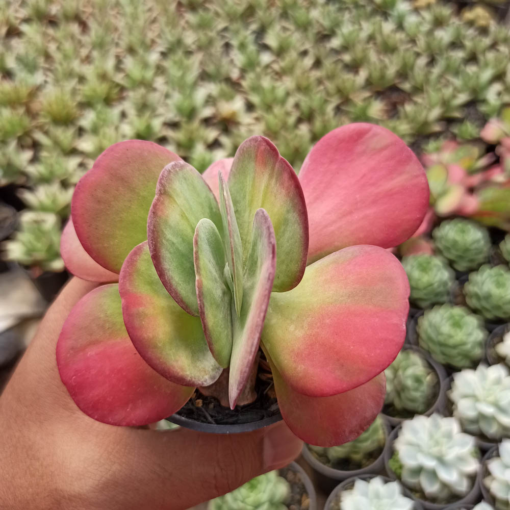 219. Kalanchoe Luciae 'fantastic' Variegated Paddle Plants - Image 5