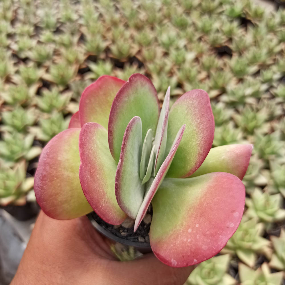 219. Kalanchoe Luciae 'fantastic' Variegated Paddle Plants - Image 3