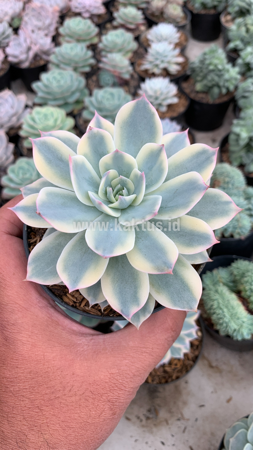 223. Echeveria Subsessilis Variegated - Image 4