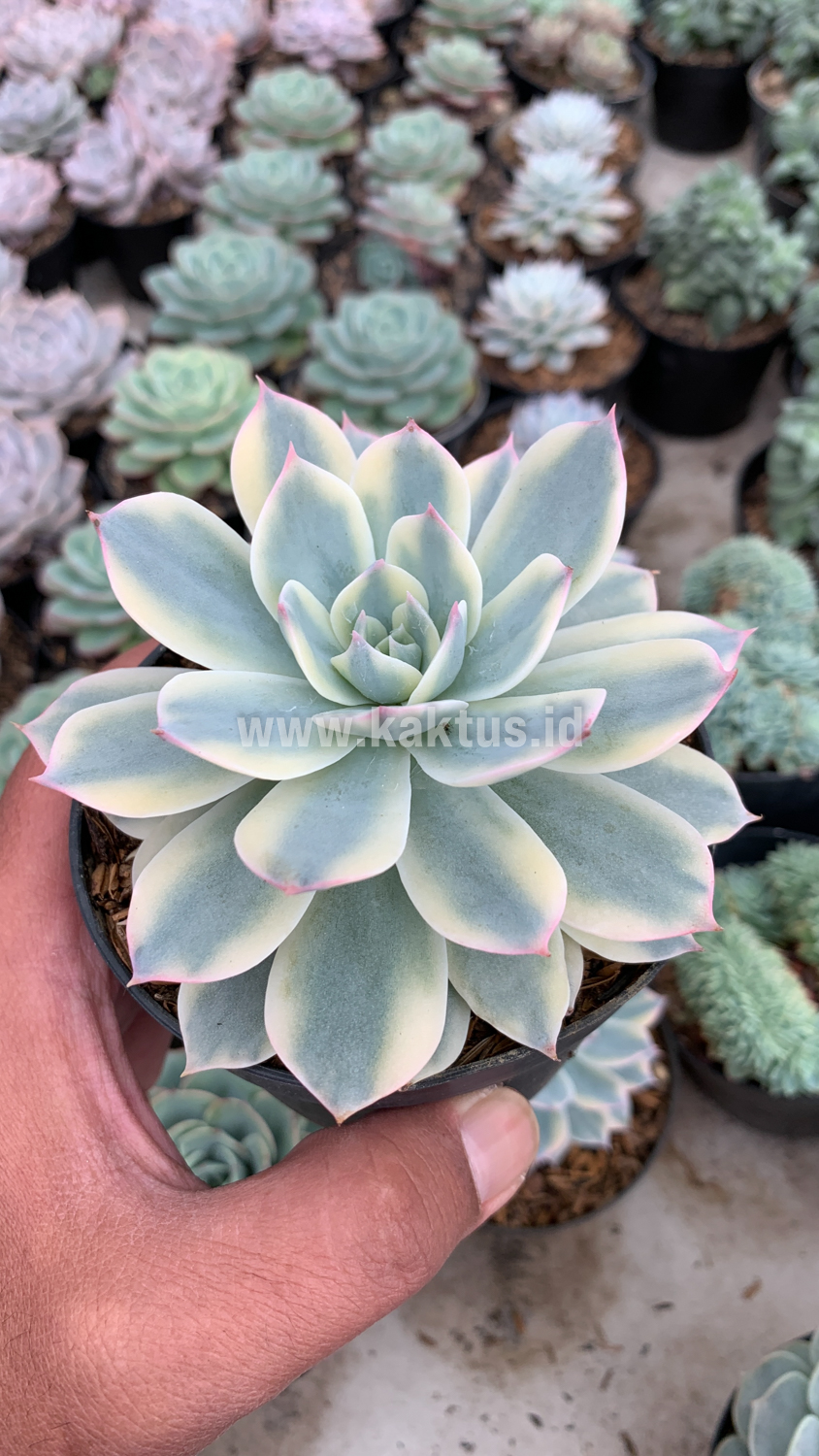 223. Echeveria Subsessilis Variegated - Image 5